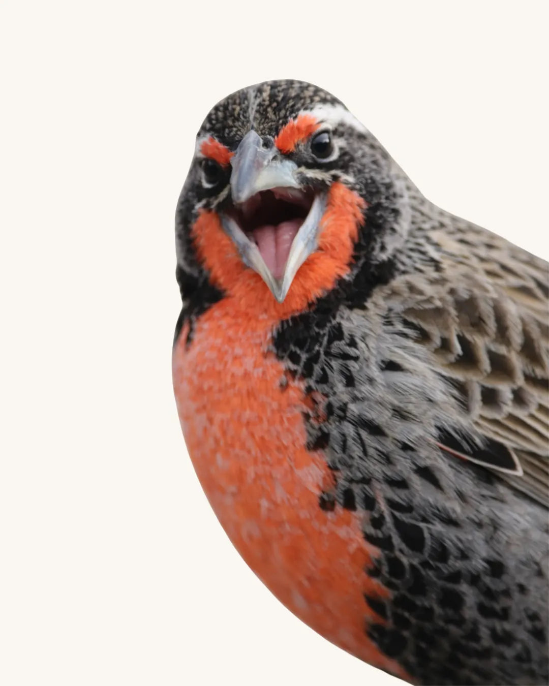 Refugio Loica – Casa para aves pequeñas