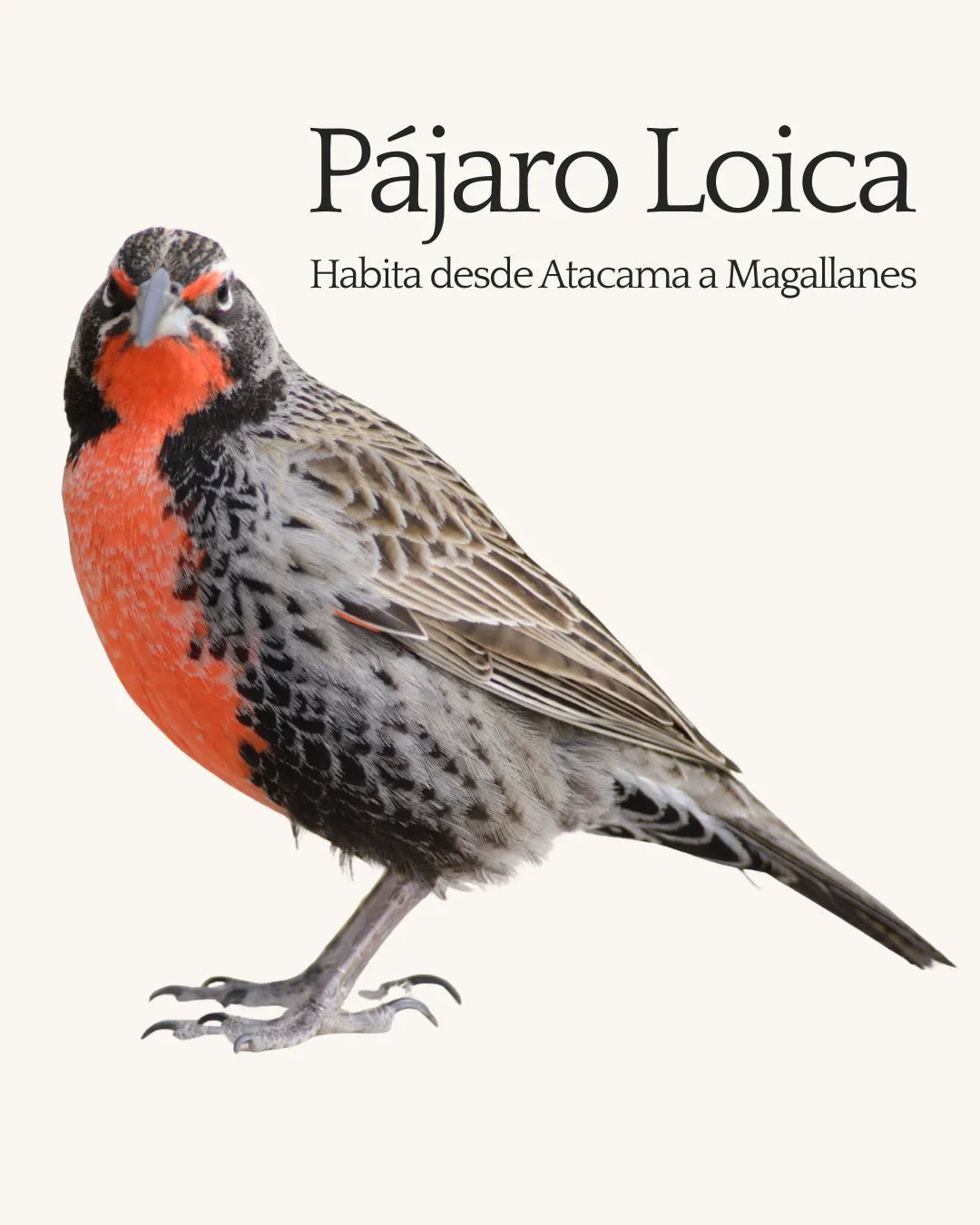Refugio Loica – Casa para aves pequeñas